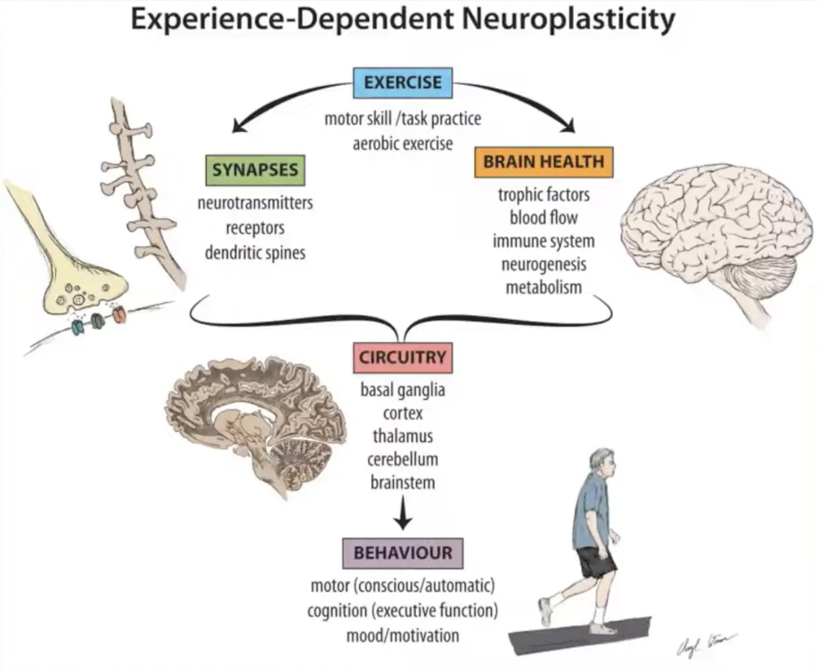 Experience-Dependent Neuroplasticity