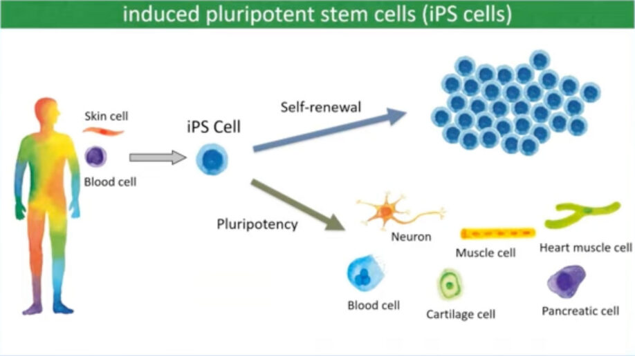 Diagram showing iPS cells created from skin or blood cells can become neurons and other cell types