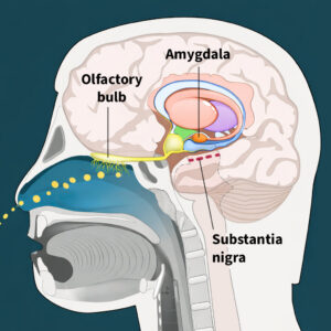 Side-view brain diagram showing olfactory bulb, amygdala, and substantia nigra with yellow dots representing inhaled chemicals entering through the nose.