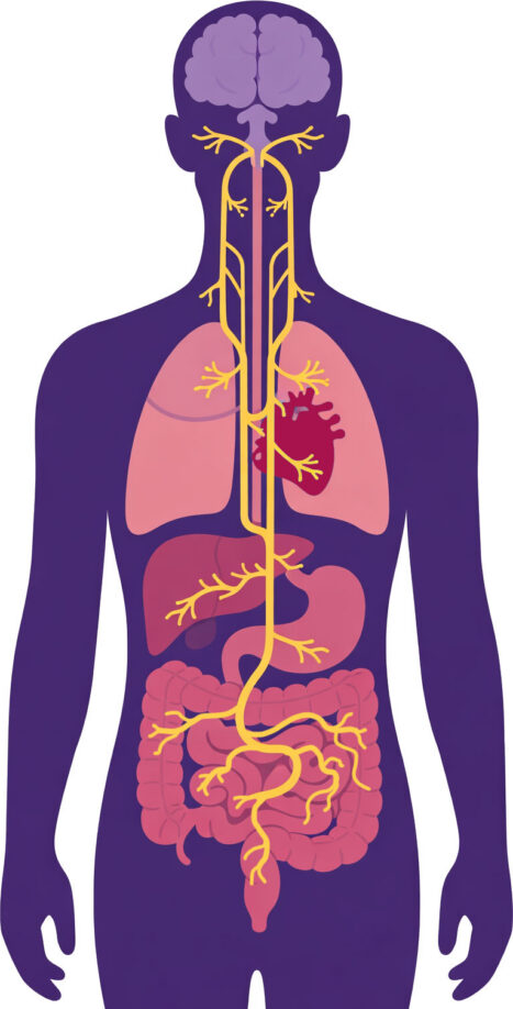 Anatomical diagram showing the vagus nerve pathway from brain through torso to digestive system in yellow against purple body silhouette