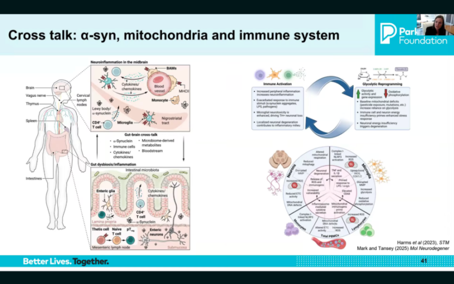 Cross talk: a-syn, mitochondria and immune system