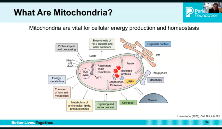 What are mitochondria?
